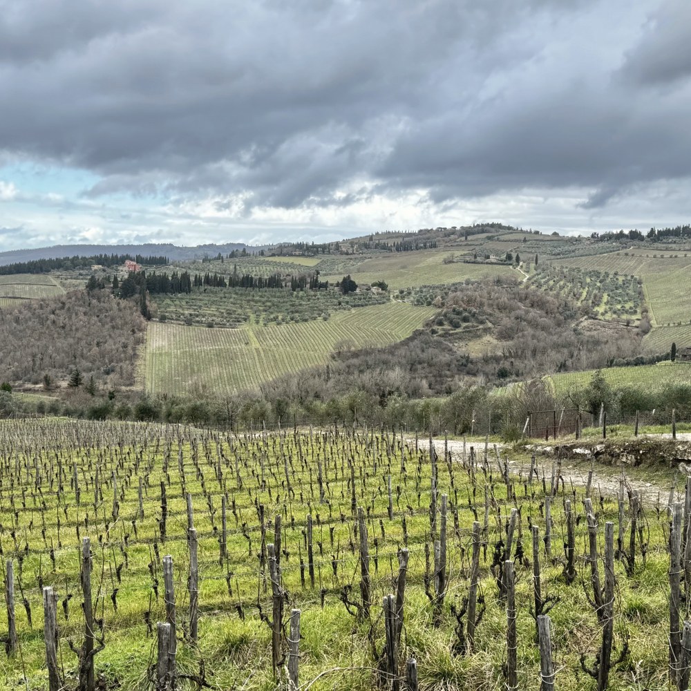 Vineyards and rolling Tuscan hills