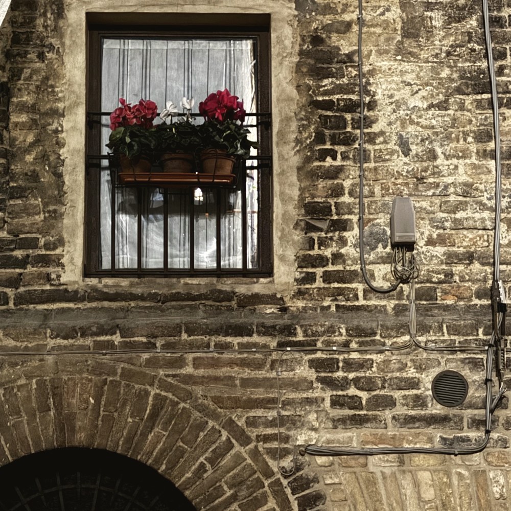 A window with red geraniums